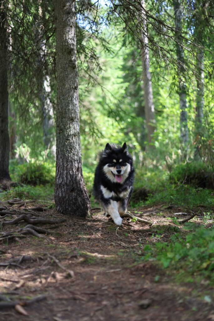 Kesäisen vihreä metsämaisema, jonka keskellä suomenlapinkoira Luna juoksee innoissaan kameraa kohti.