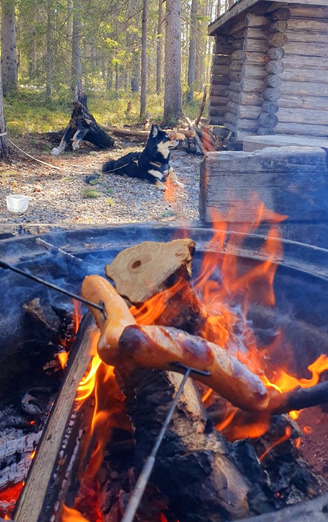 Lähikuva makkaroista paistumassa nuotiolla. Taustalla näkyy loppukesän aurinkoinen maisema ja maassa makaava Suomenlapinkoira Luna, joka haistelee ilmaa.