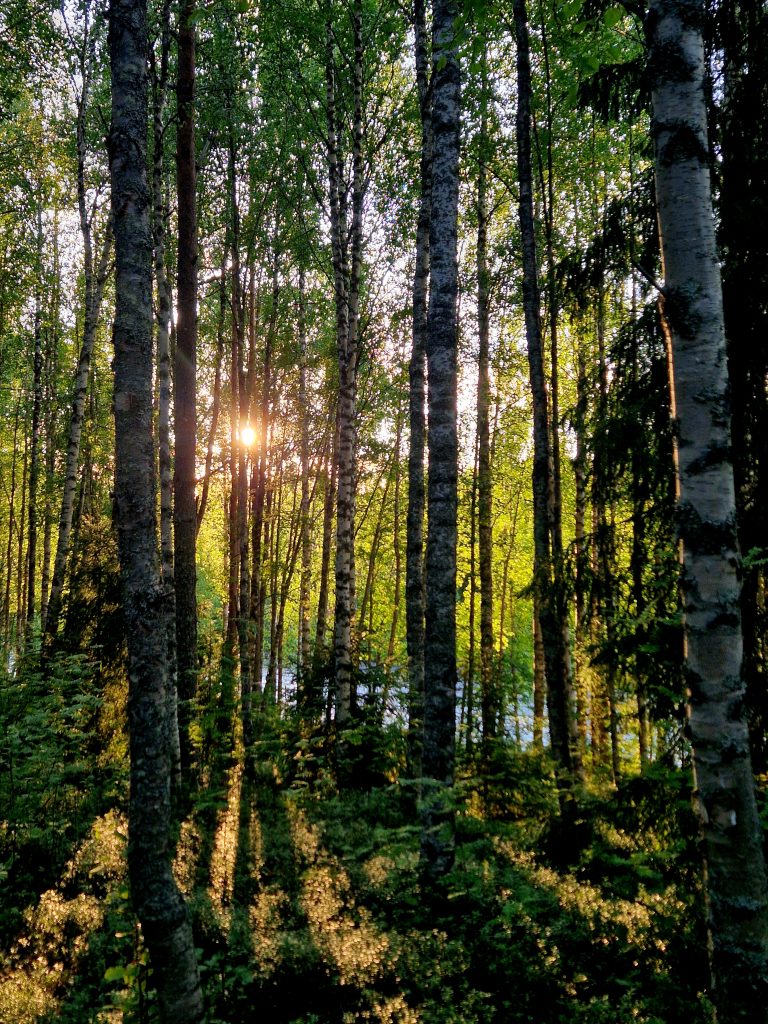 Vihertävä maisema, jossa aurinko kajastaa tiheähkön koivikon takaa ja puiden väleistä.